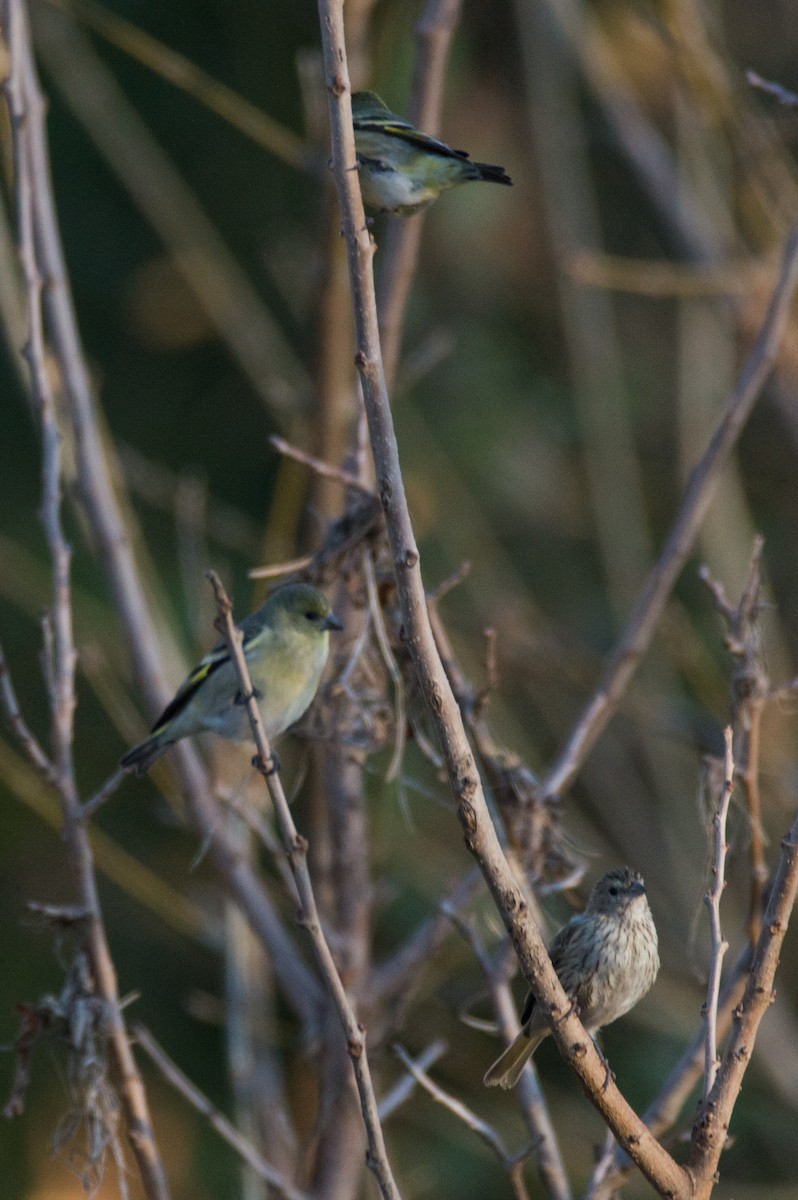 Hooded Siskin - ML620803360