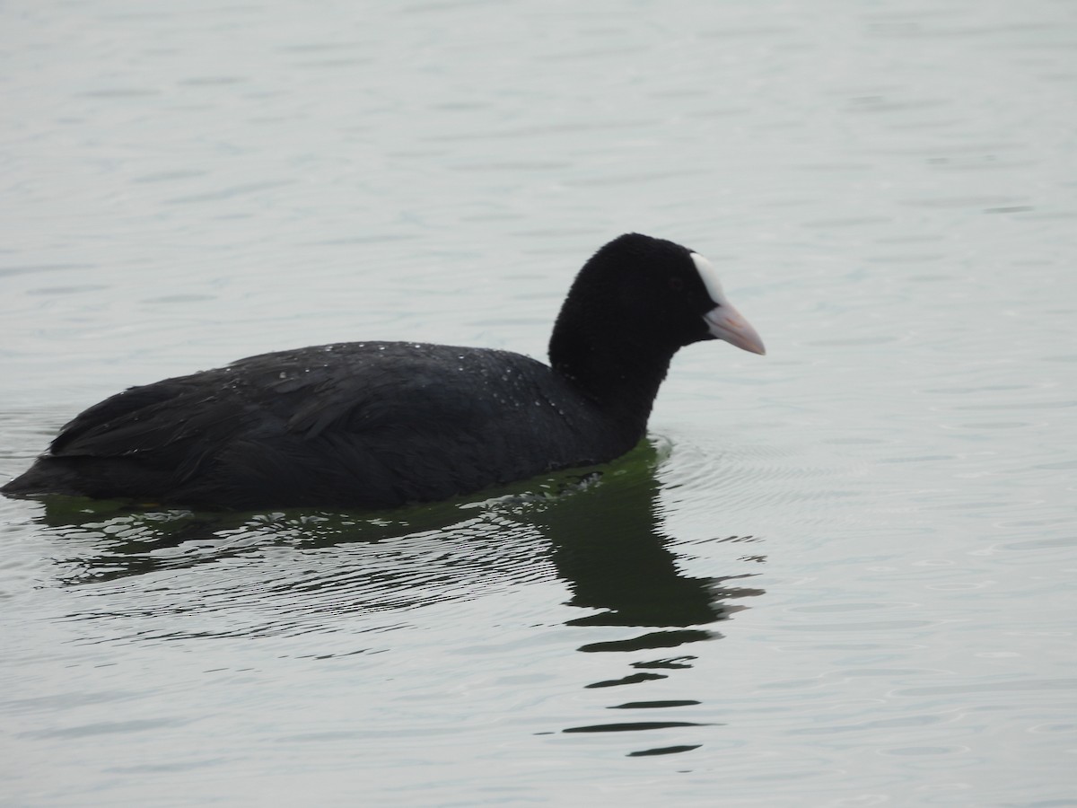 Eurasian Coot - ML620803362