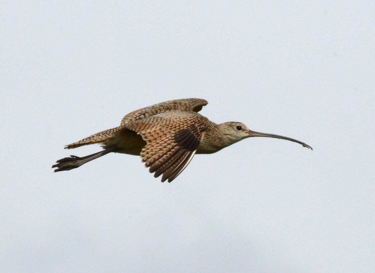 Long-billed Curlew - ML620803368