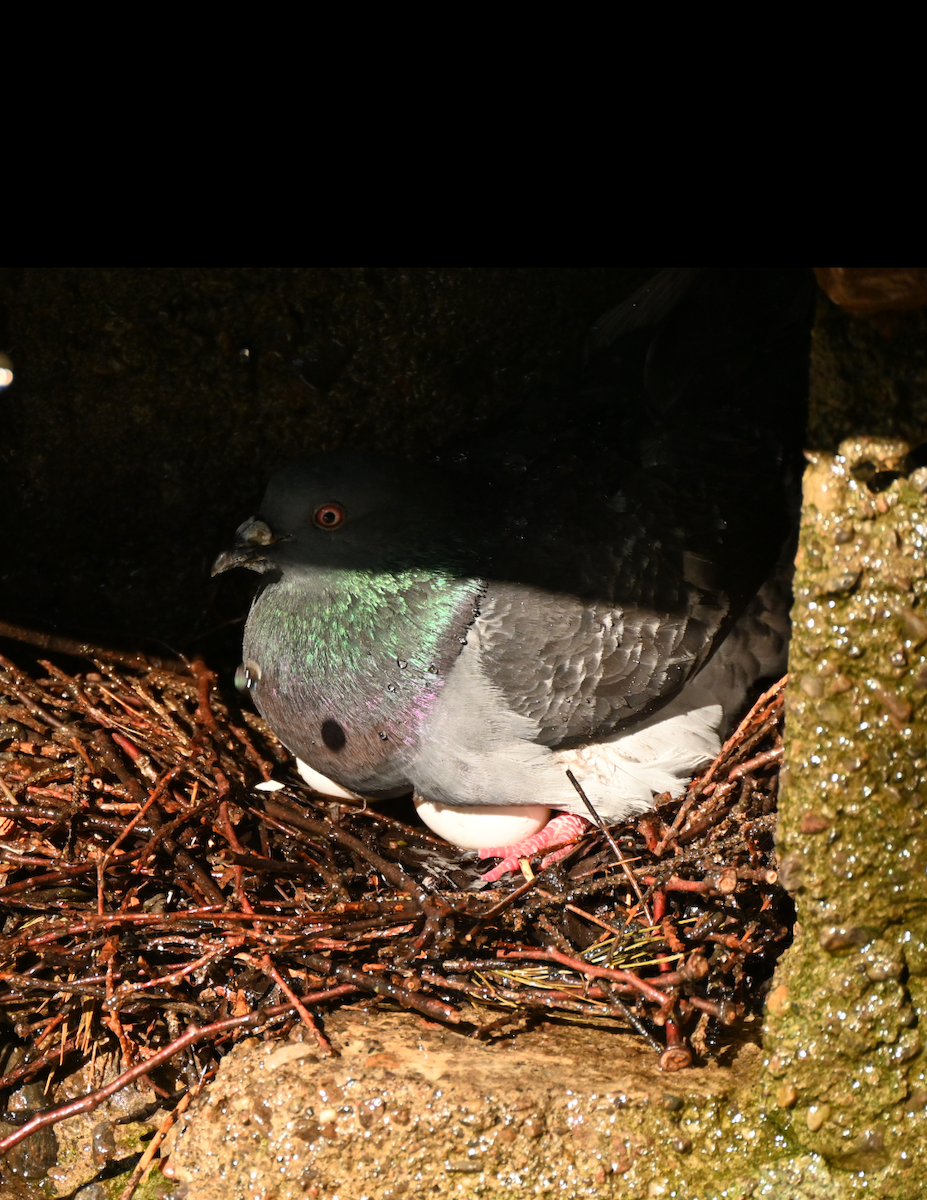 Rock Pigeon (Feral Pigeon) - ML620803370