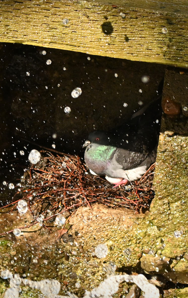 Rock Pigeon (Feral Pigeon) - ML620803371