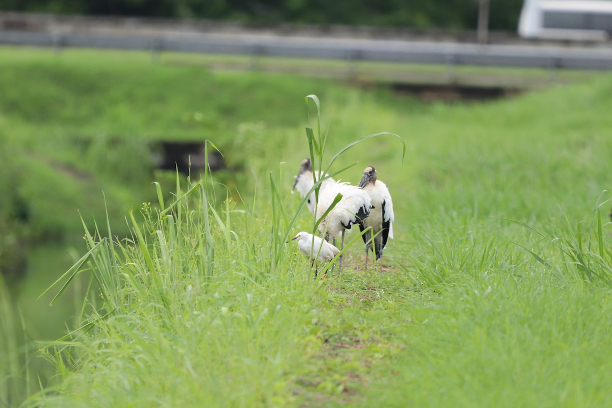 Wood Stork - ML620803373