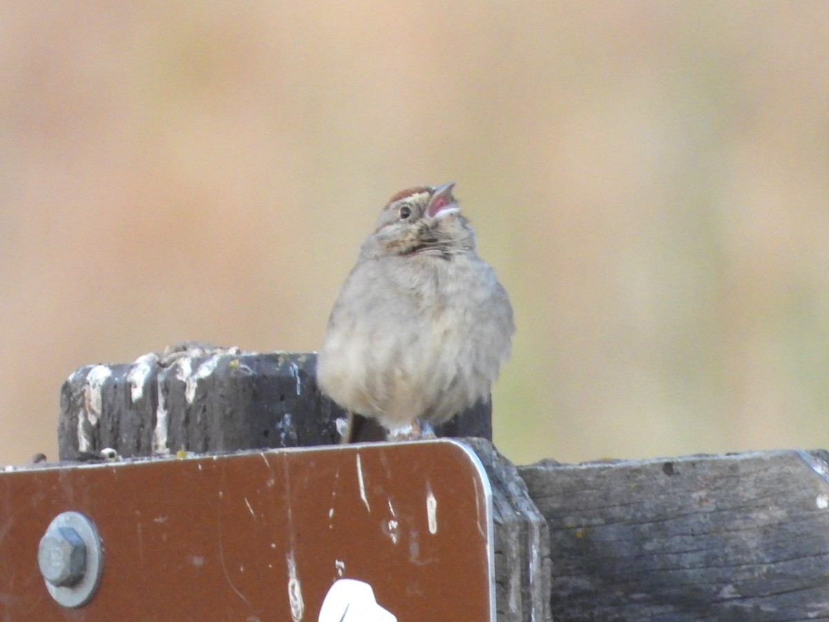 Rufous-crowned Sparrow - ML620803375