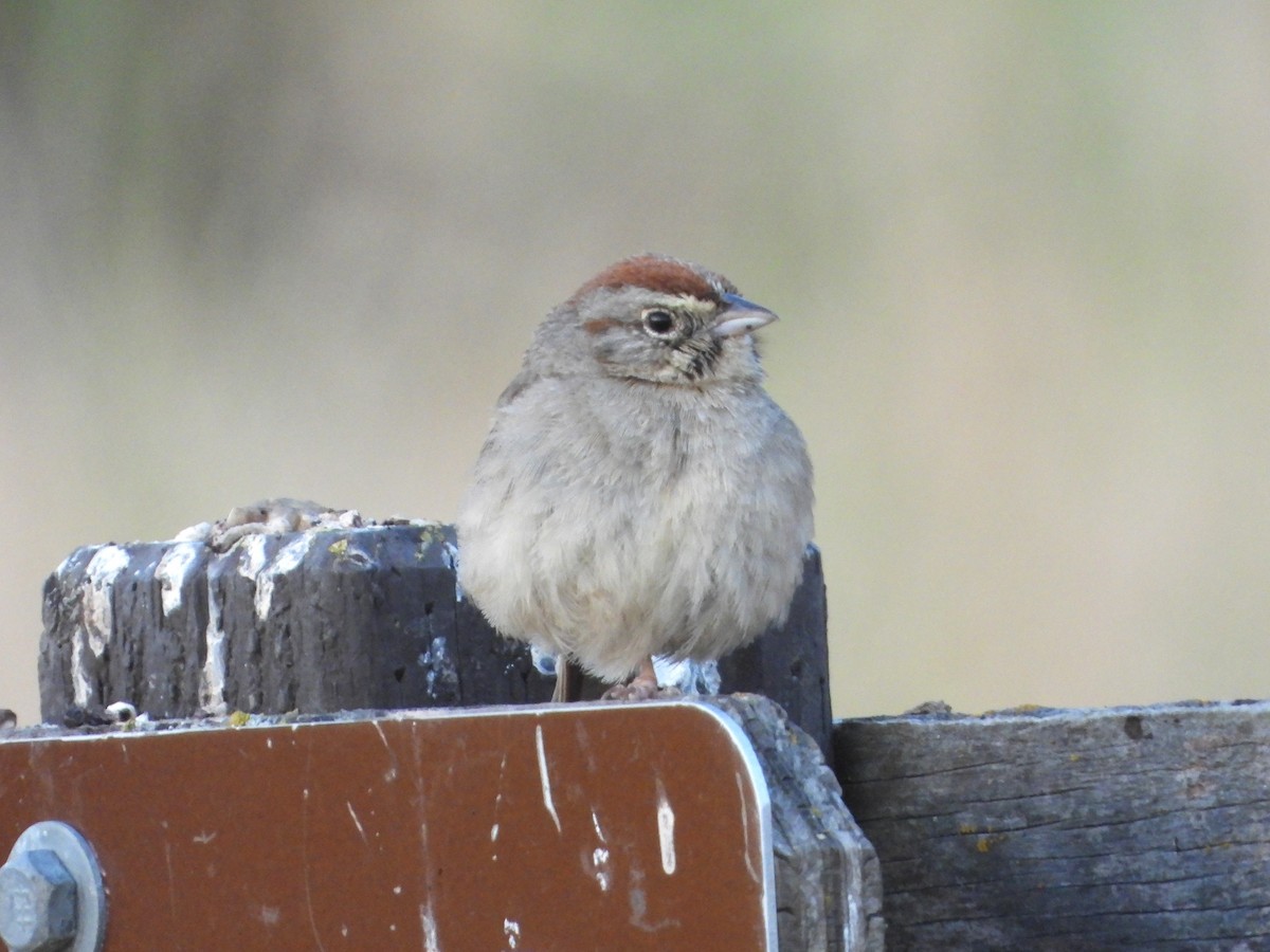 Rufous-crowned Sparrow - ML620803376