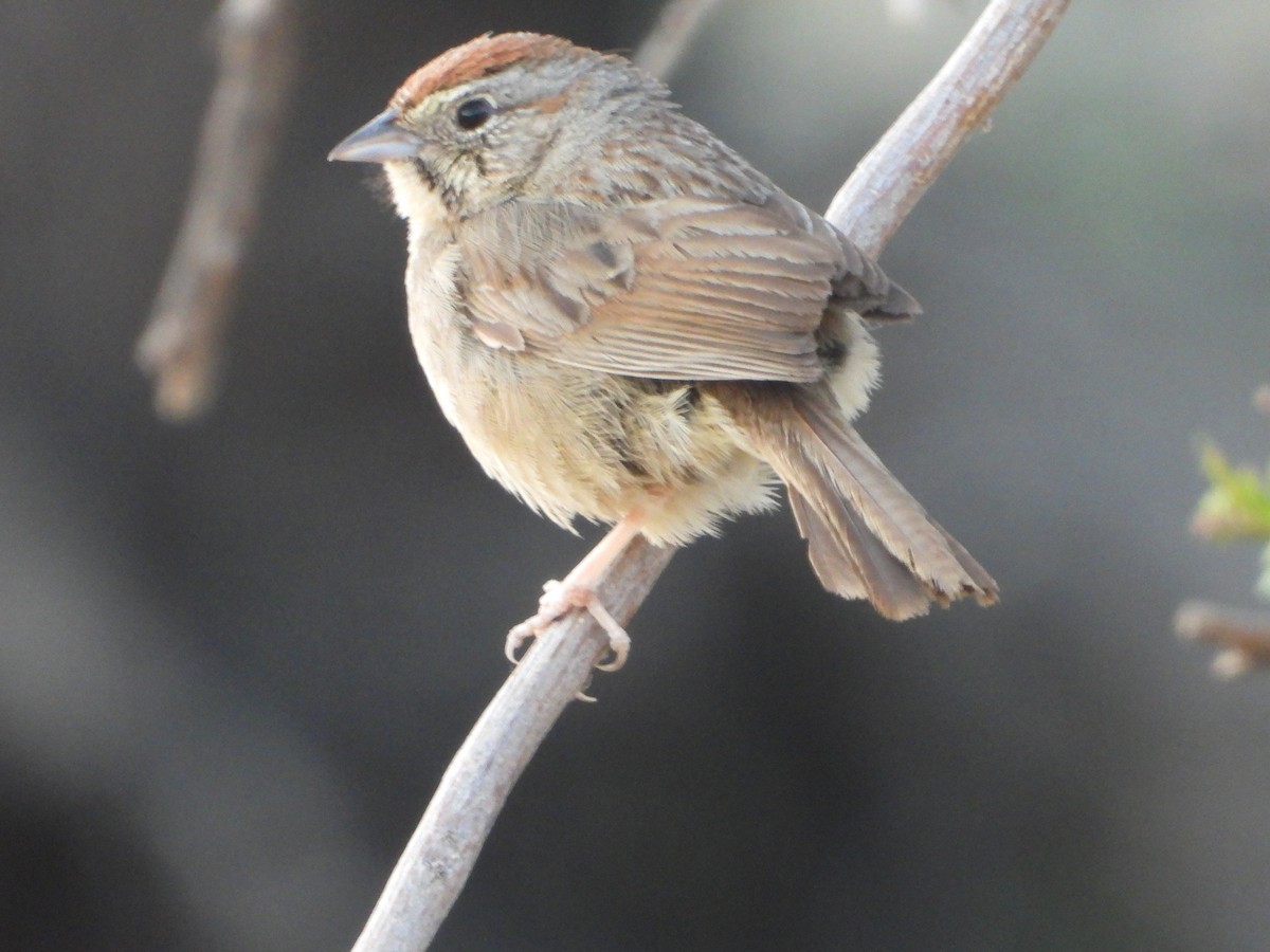 Rufous-crowned Sparrow - ML620803377