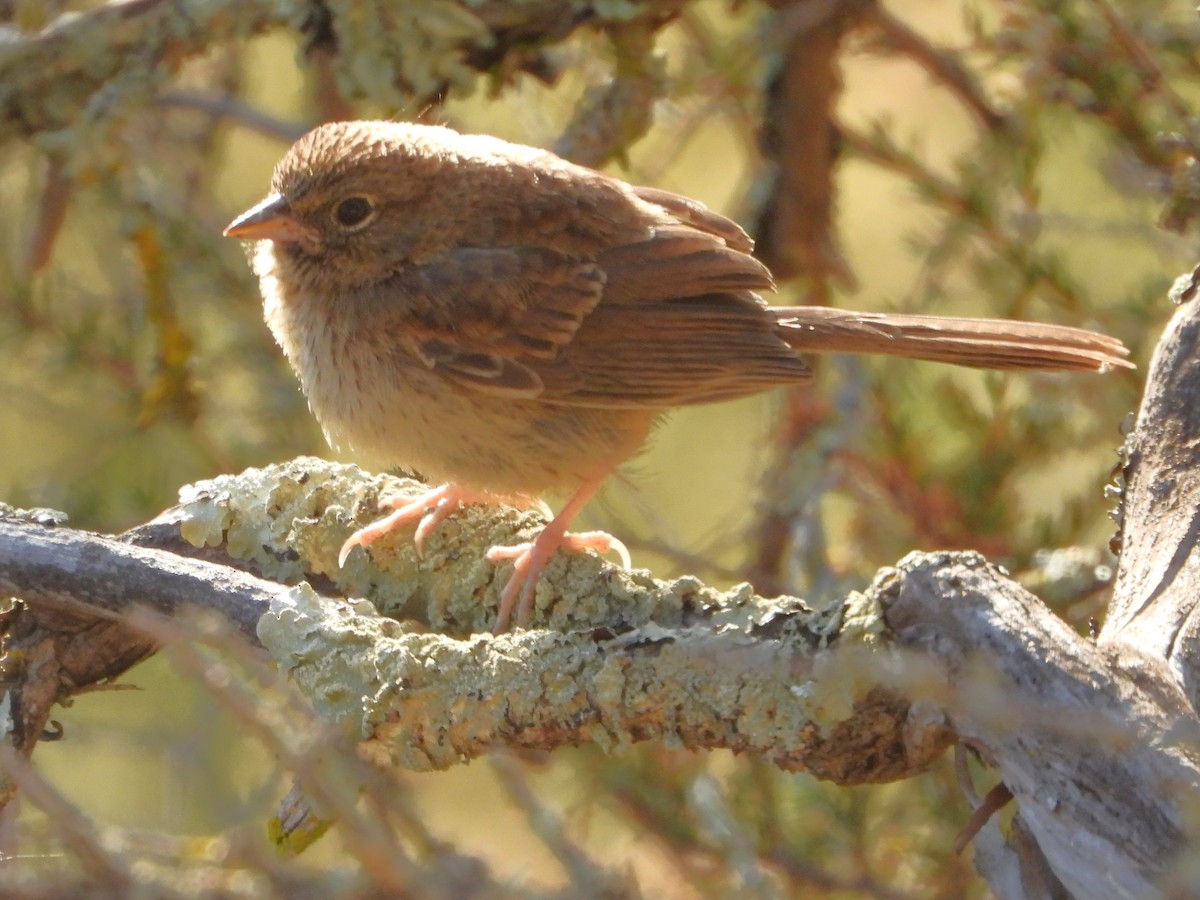 Rufous-crowned Sparrow - Chris Ortega