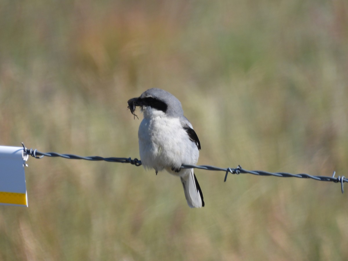 Loggerhead Shrike - ML620803379