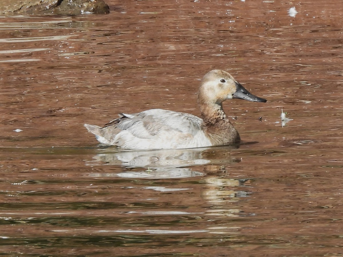 Canvasback - Mark Jennings