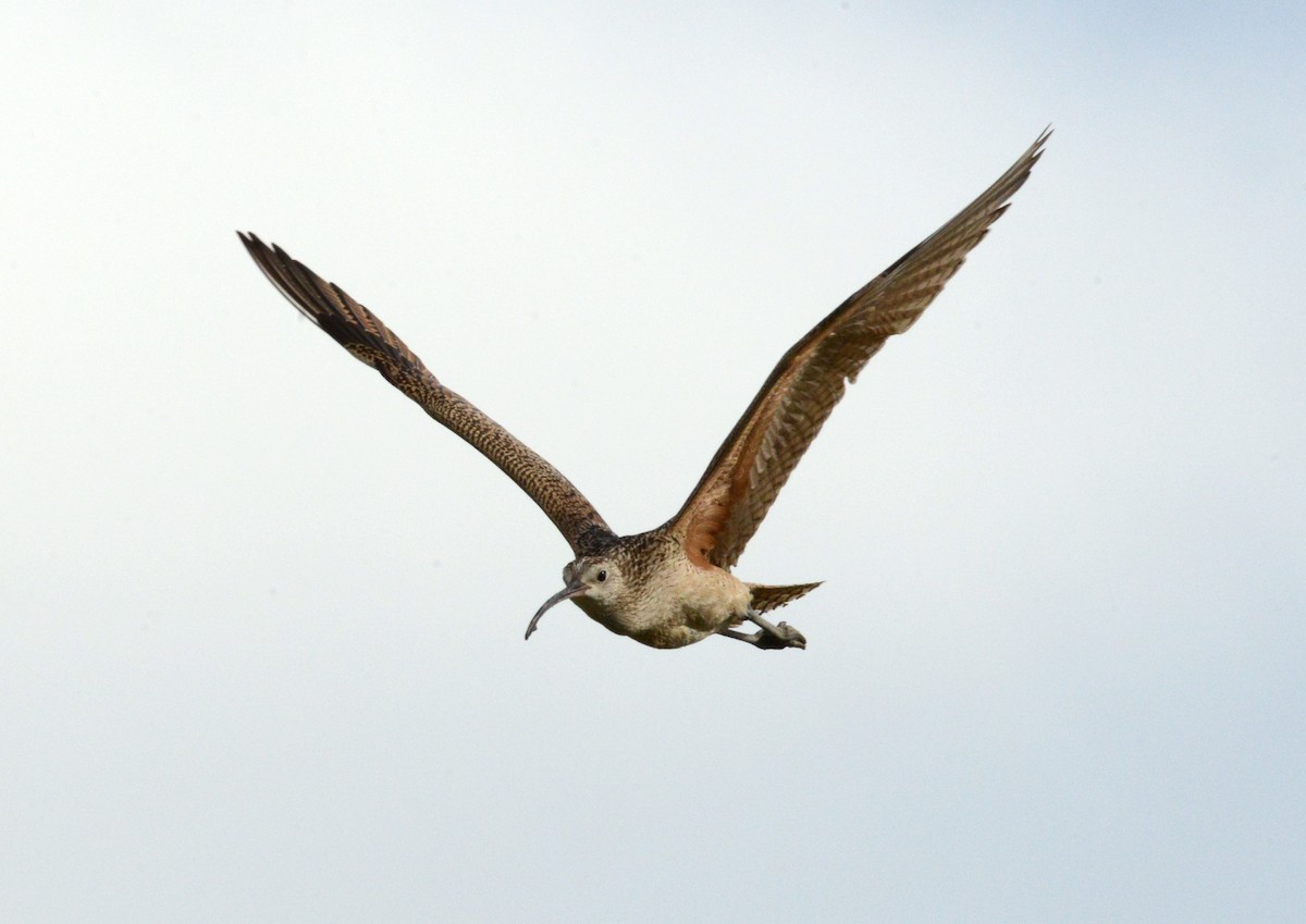 Long-billed Curlew - ML620803383