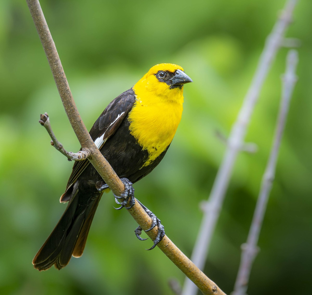 Yellow-headed Blackbird - ML620803386