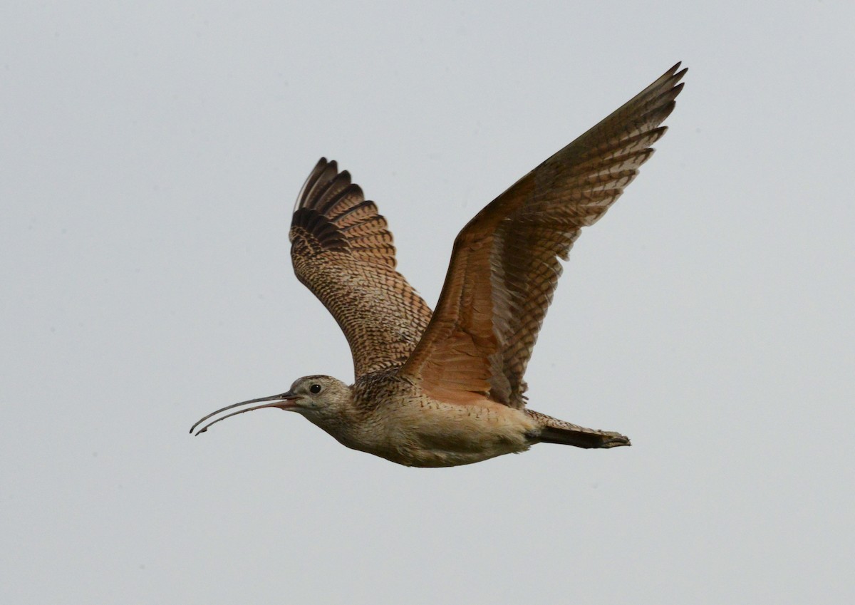 Long-billed Curlew - Vicki Buchwald