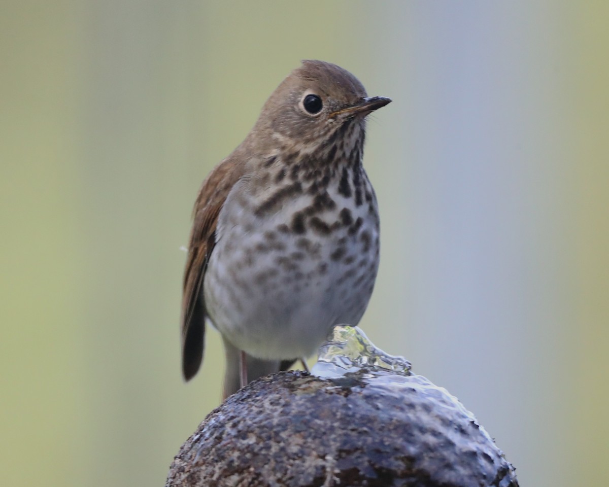 Hermit Thrush - ML620803388