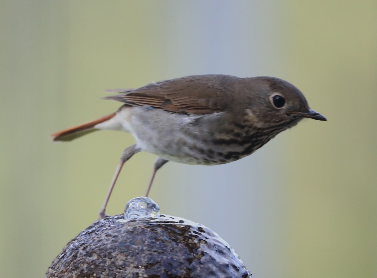 Hermit Thrush - ML620803390