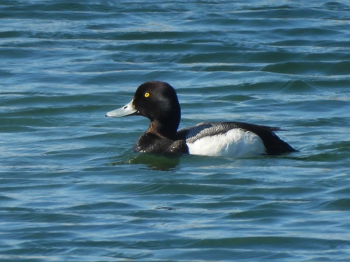 Greater Scaup - ML620803391