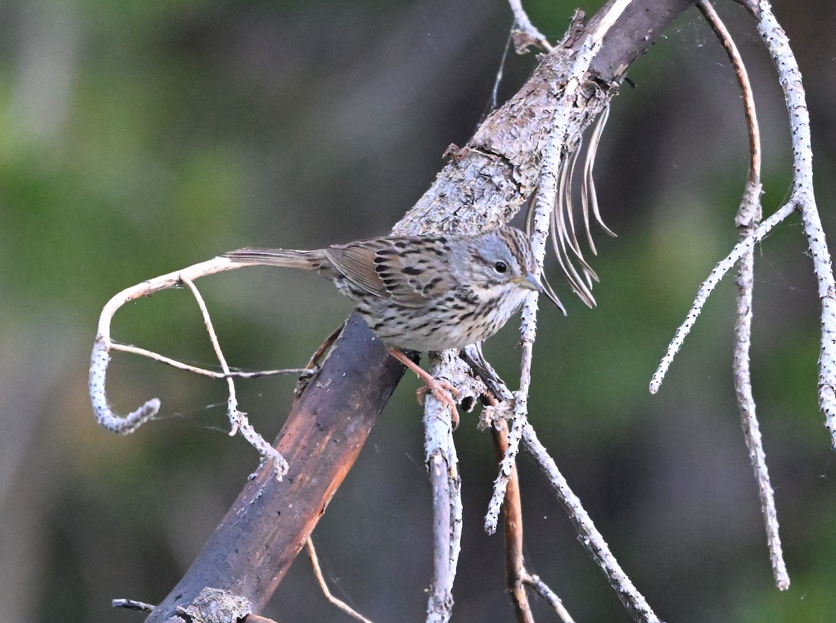 Lincoln's Sparrow - ML620803392