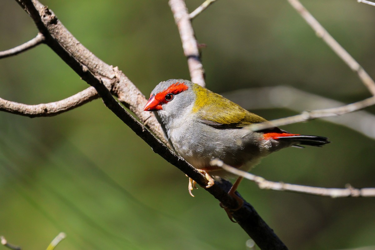 Red-browed Firetail - ML620803393