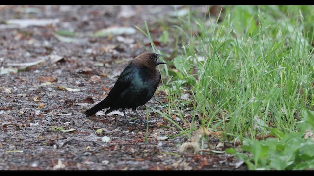 Brown-headed Cowbird - ML620803394