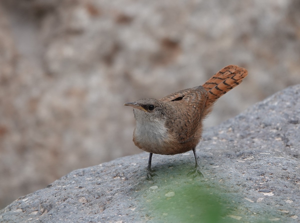 Canyon Wren - ML620803395