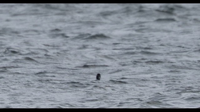 Ring-necked Duck - ML620803396