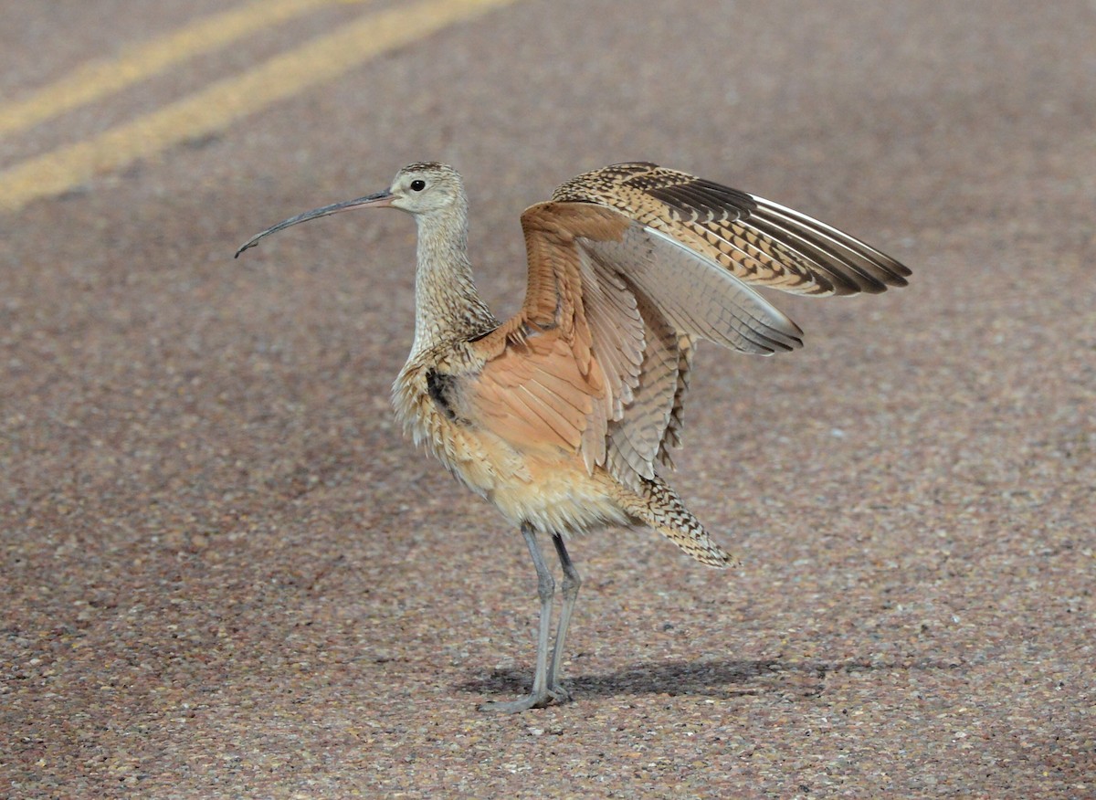 Long-billed Curlew - ML620803397