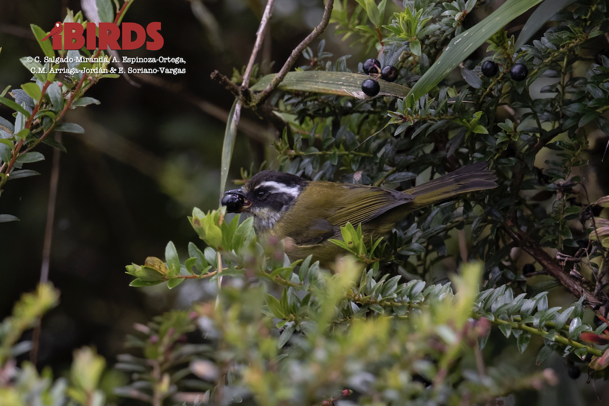 Sooty-capped Chlorospingus - ML620803398