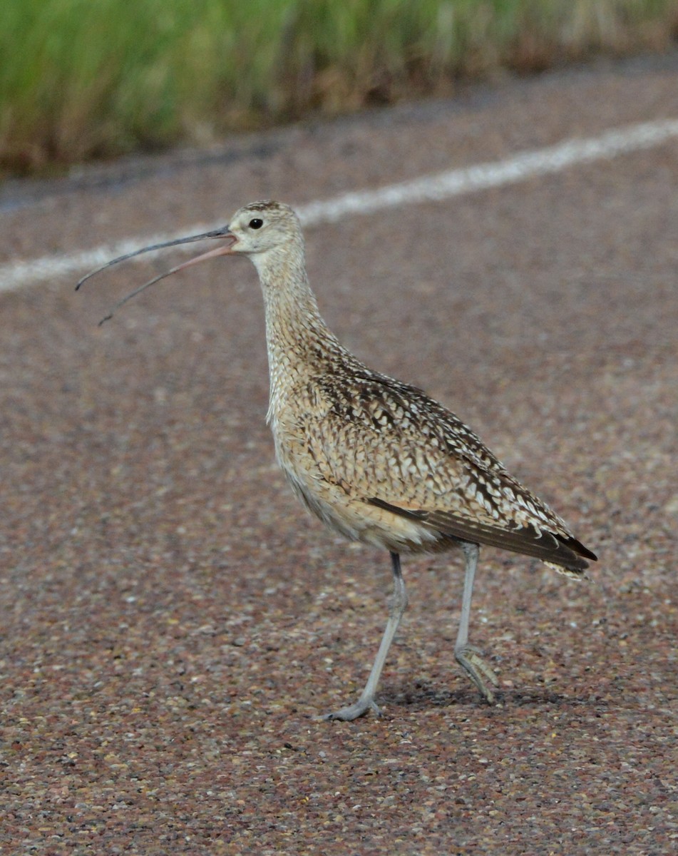 Long-billed Curlew - ML620803399