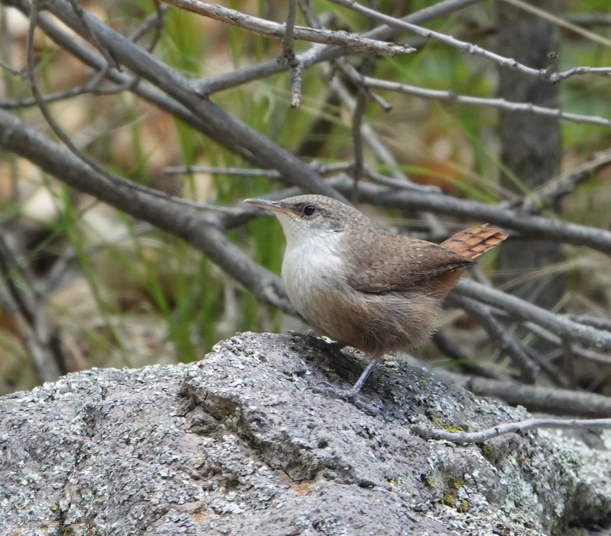 Canyon Wren - ML620803400