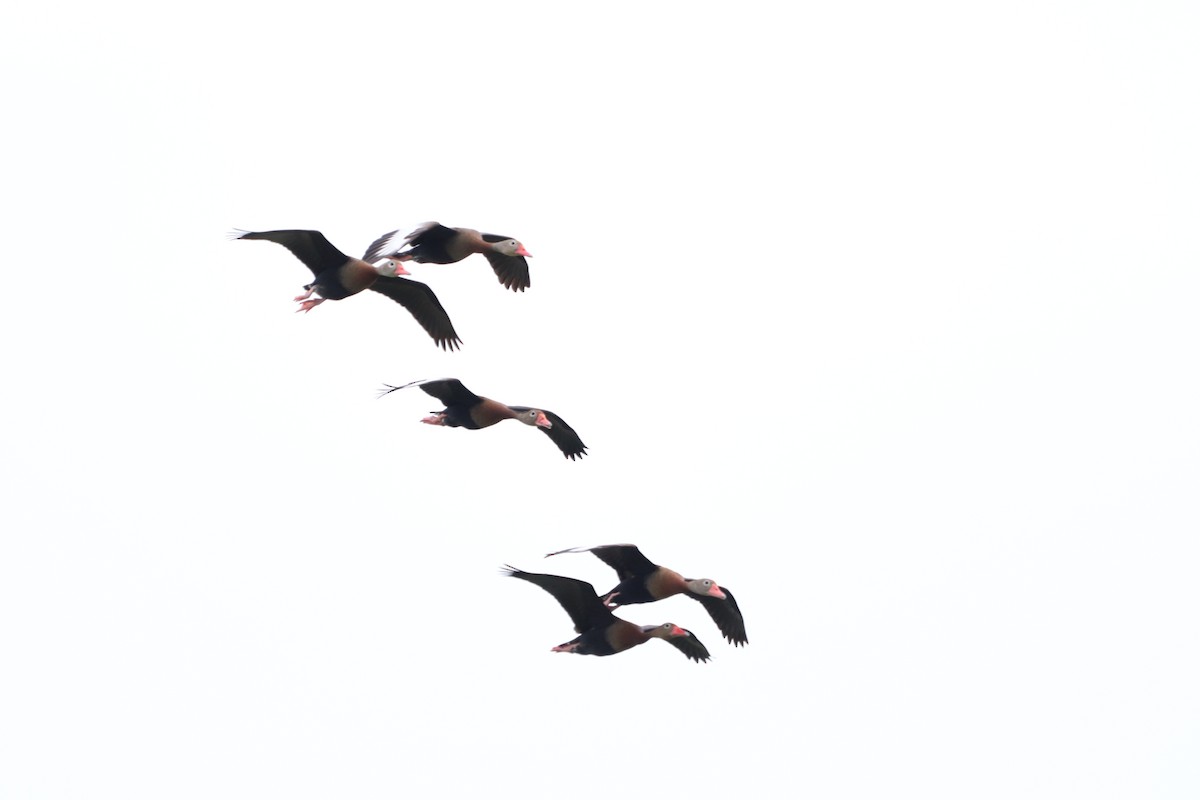 Black-bellied Whistling-Duck - ML620803404