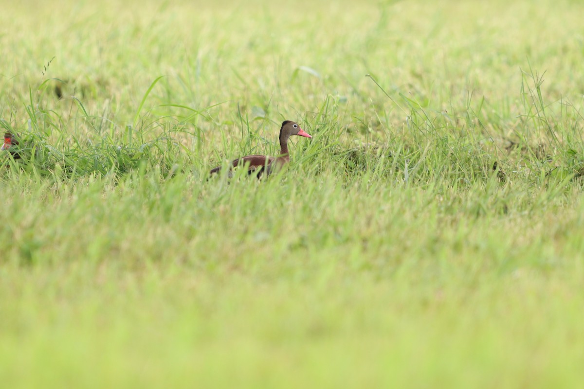 Black-bellied Whistling-Duck - Carla Calamari