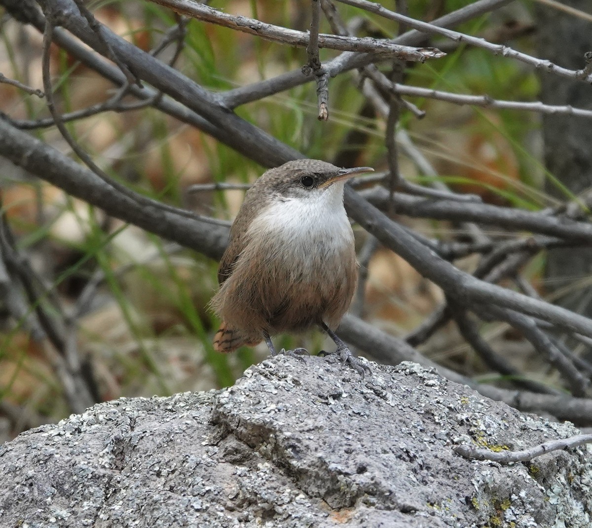 Canyon Wren - ML620803409