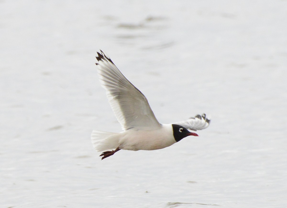 Franklin's Gull - ML620803413