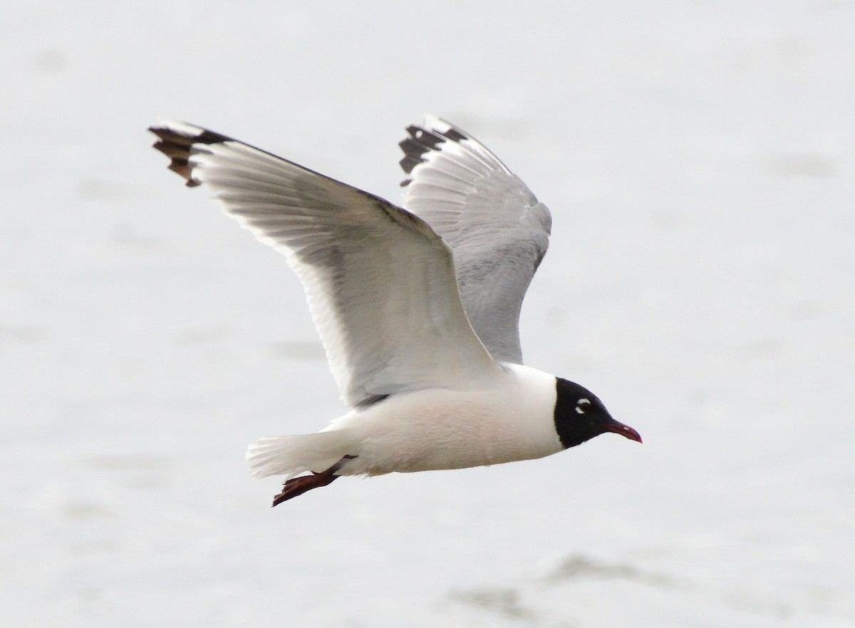 Franklin's Gull - ML620803414