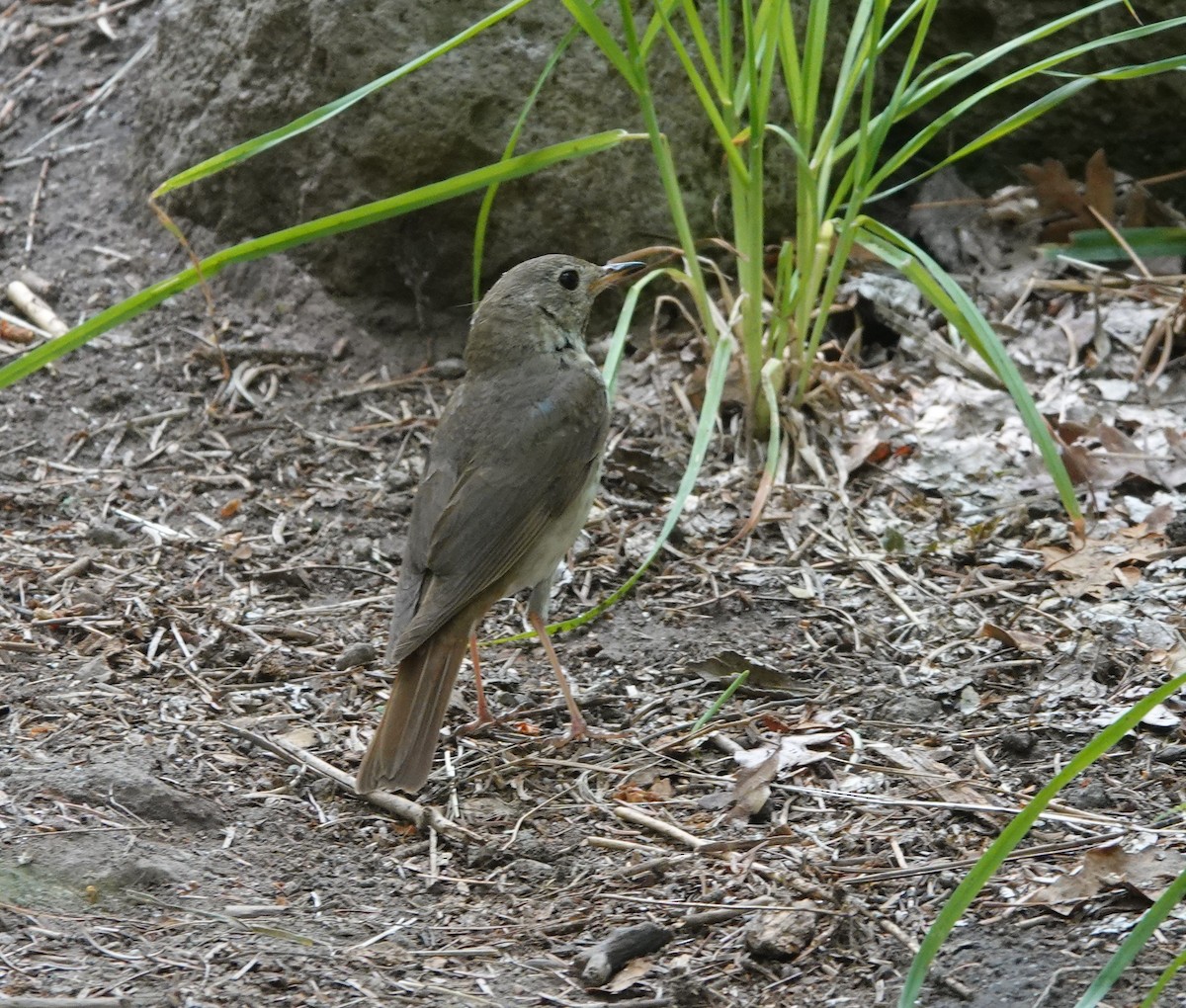 Hermit Thrush - ML620803415