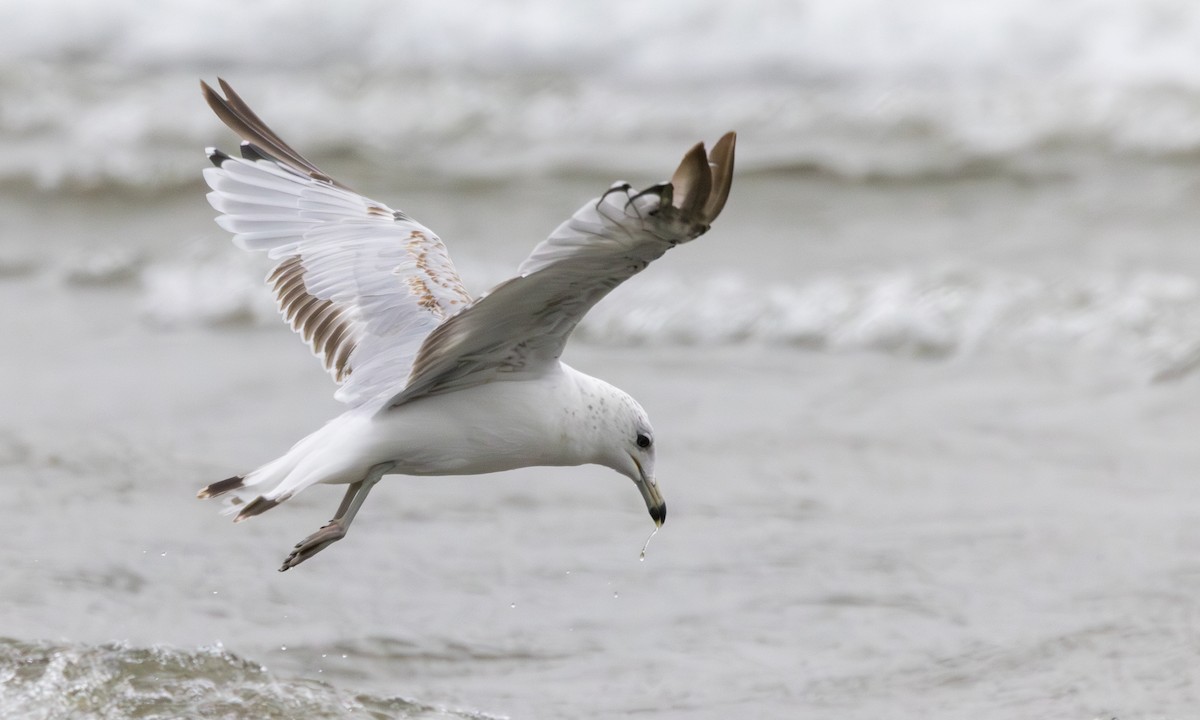 Ring-billed Gull - ML620803416