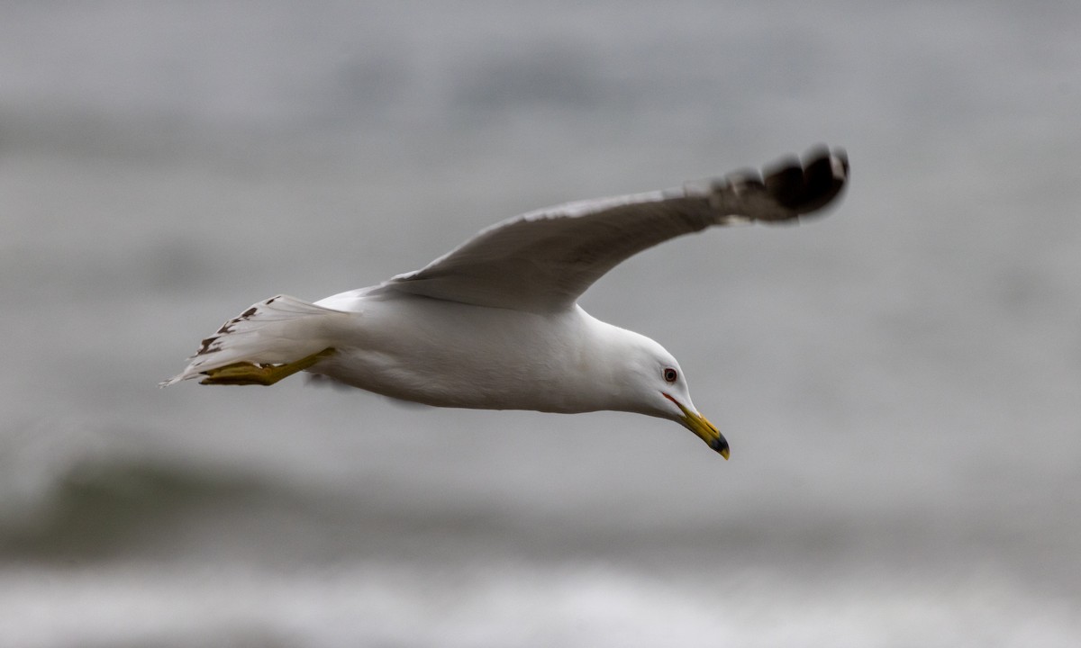 Ring-billed Gull - ML620803418