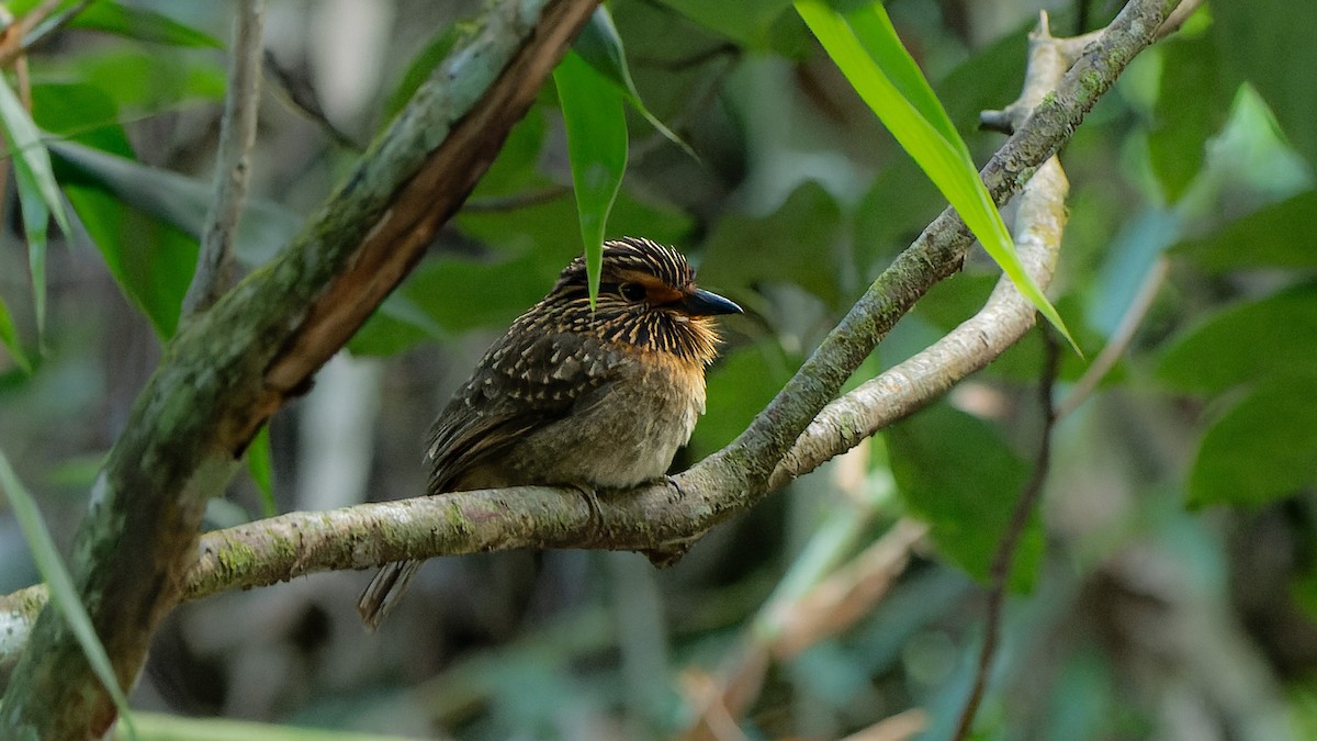 Crescent-chested Puffbird (Greater) - ML620803420