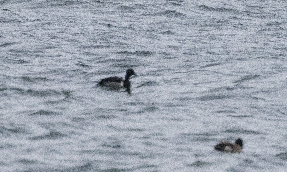 Ring-necked Duck - ML620803422