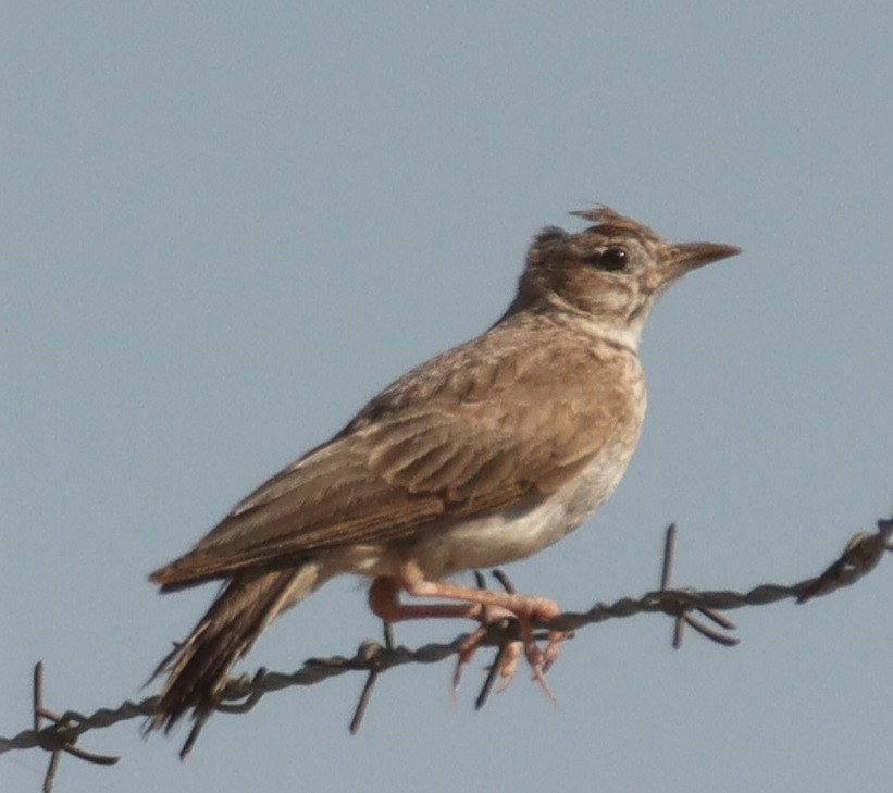 Crested Lark - ML620803424