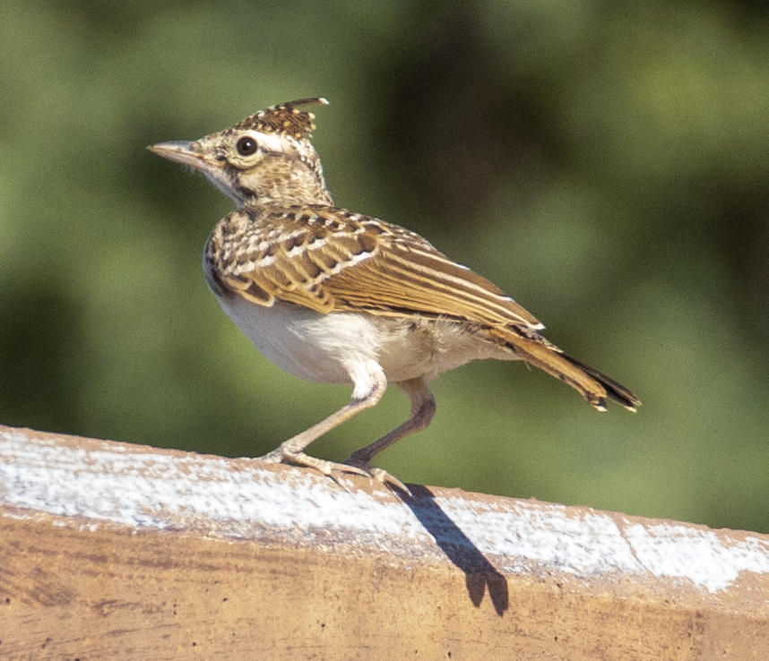 Crested Lark - ML620803425