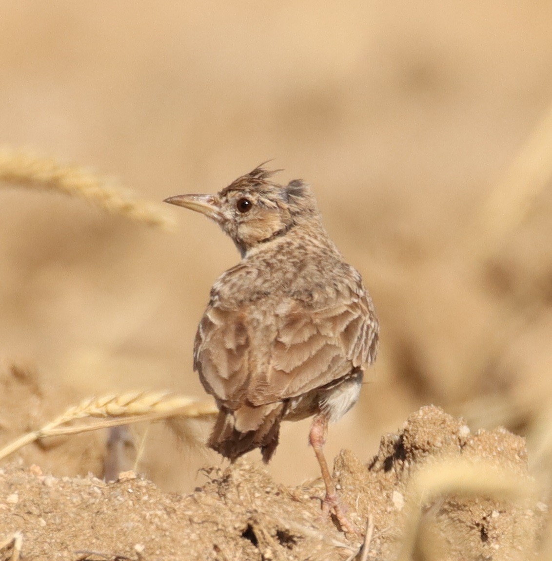 Crested Lark - ML620803426