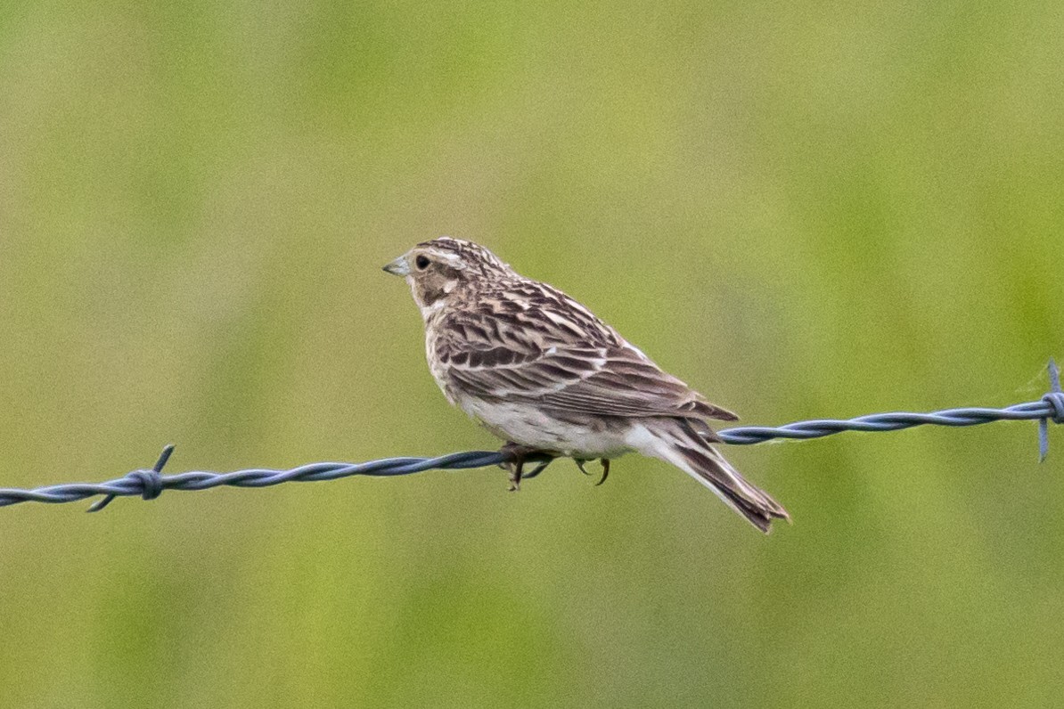 Chestnut-collared Longspur - ML620803429