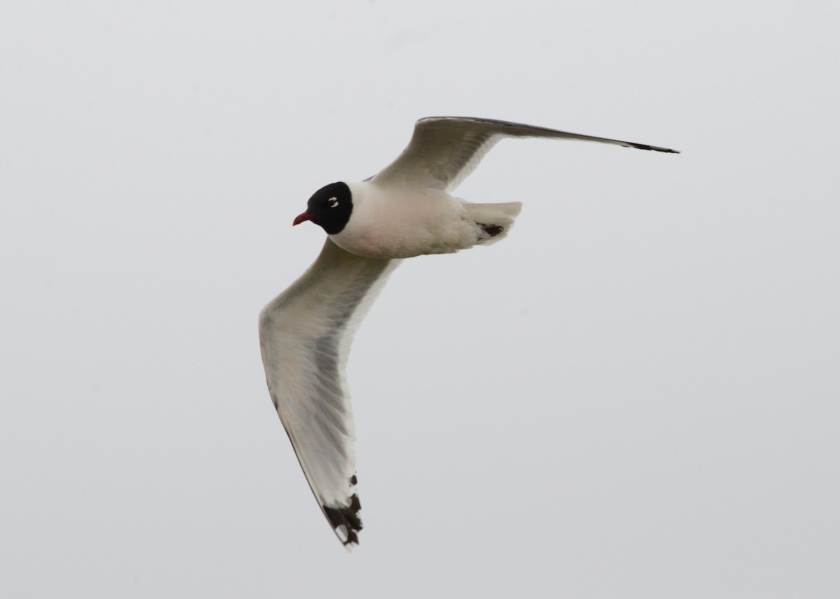 Franklin's Gull - ML620803430