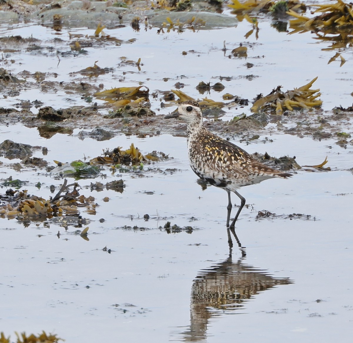 Pacific Golden-Plover - ML620803432