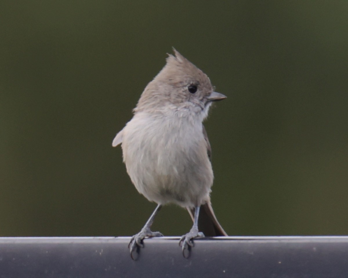 Oak Titmouse - ML620803433