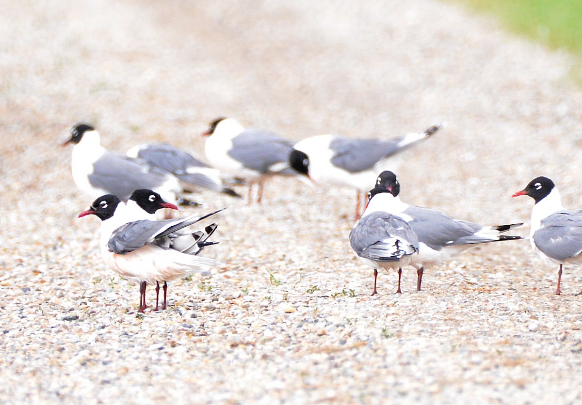 Franklin's Gull - ML620803435