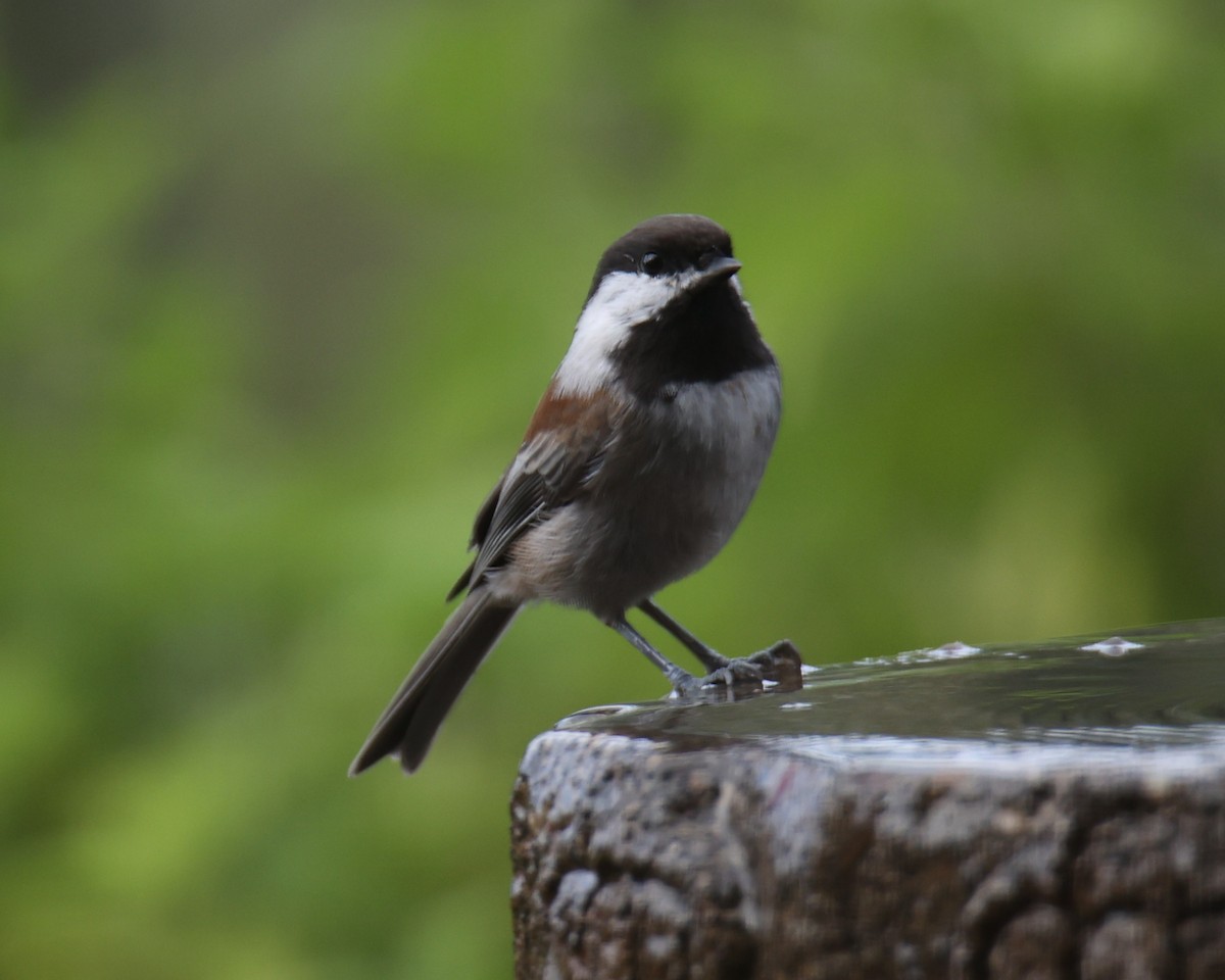 Chestnut-backed Chickadee - ML620803439