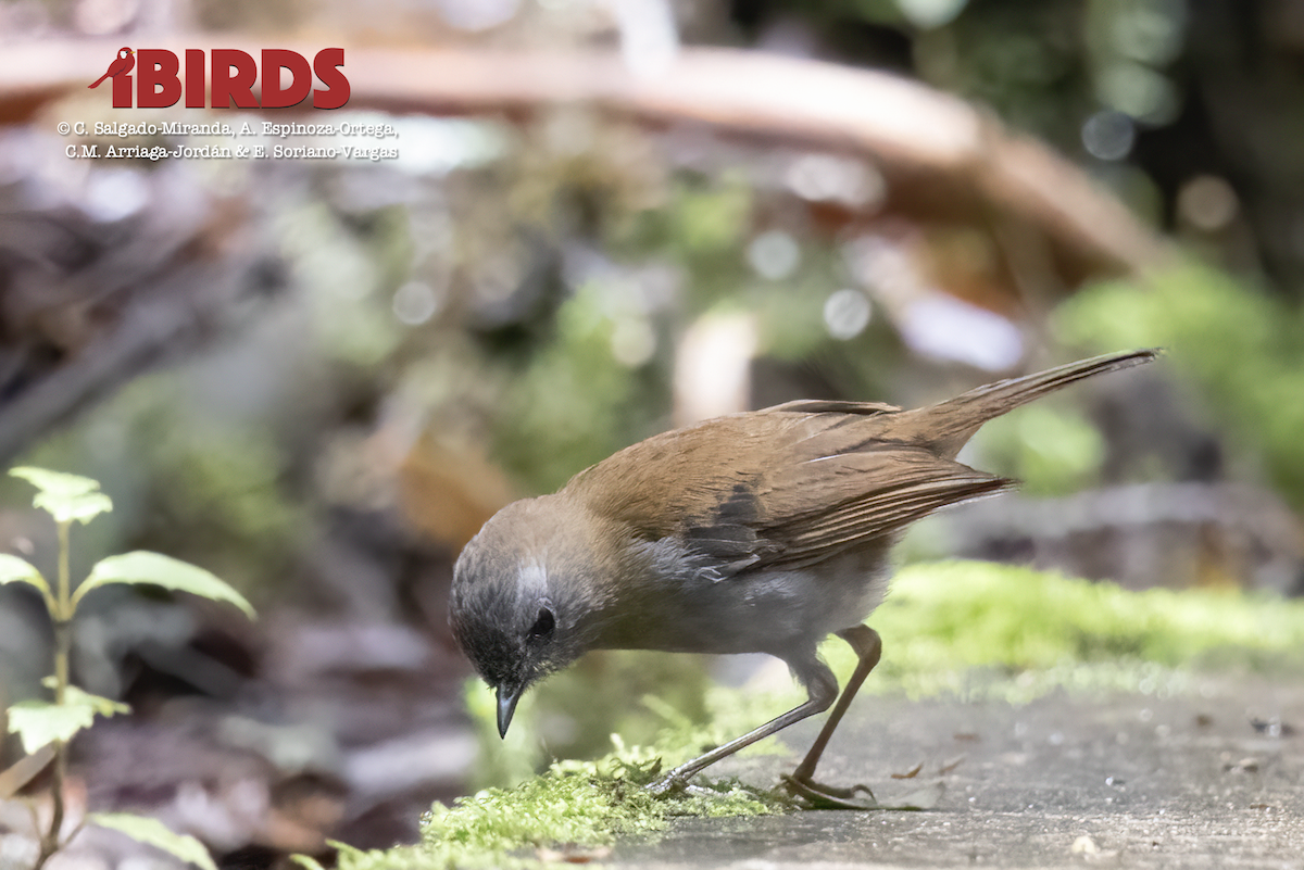 Ruddy-capped Nightingale-Thrush - ML620803441