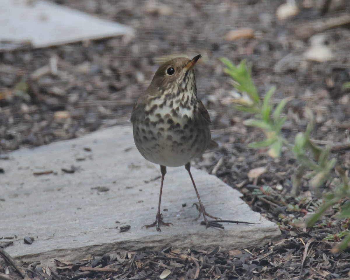 Hermit Thrush - ML620803444