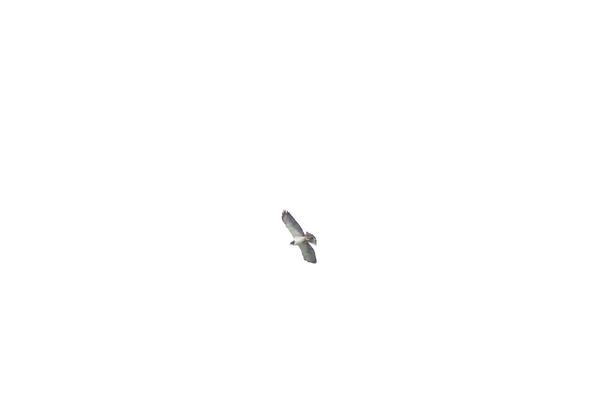 Short-tailed Hawk - ML620803445