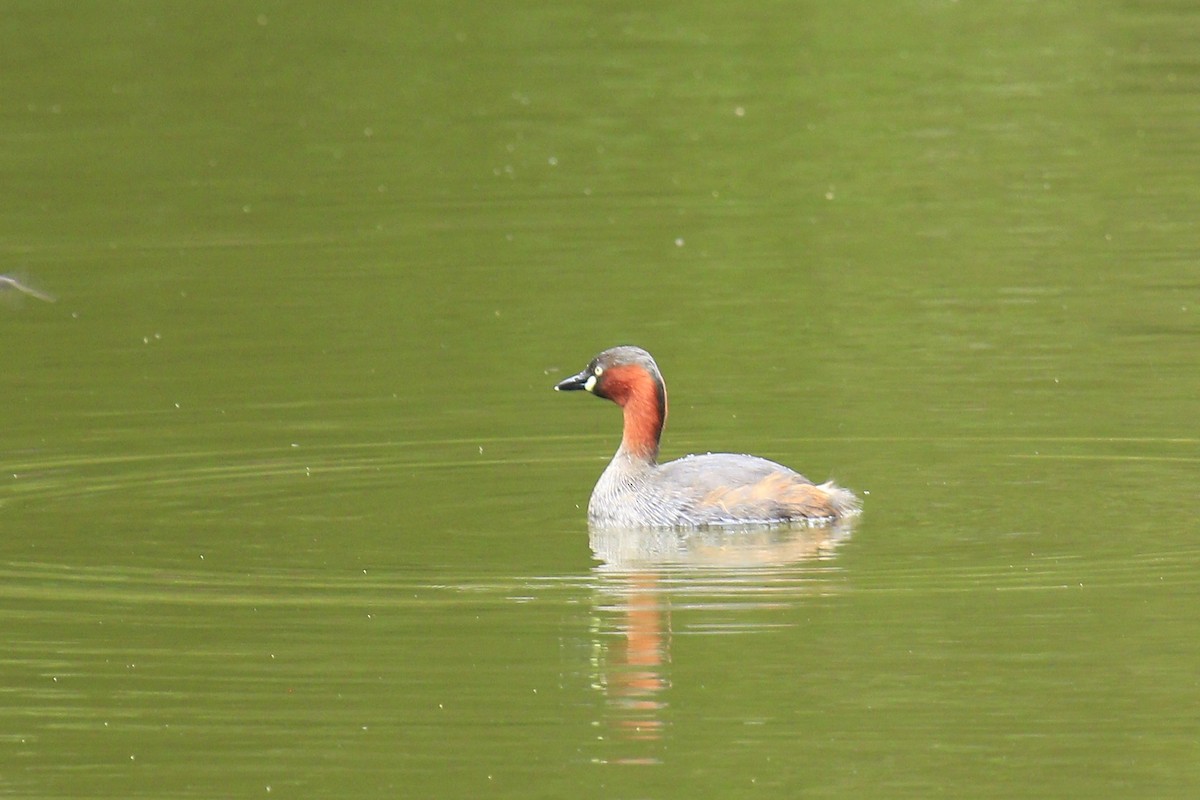 Little Grebe - ML620803447